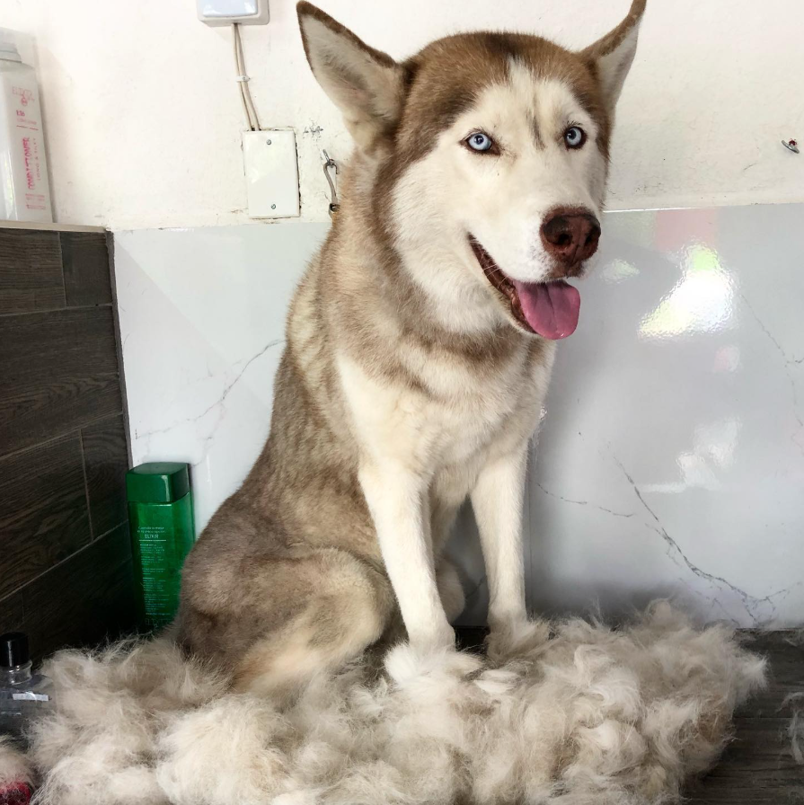 Mascota recibiendo atención especializada en Mi Can